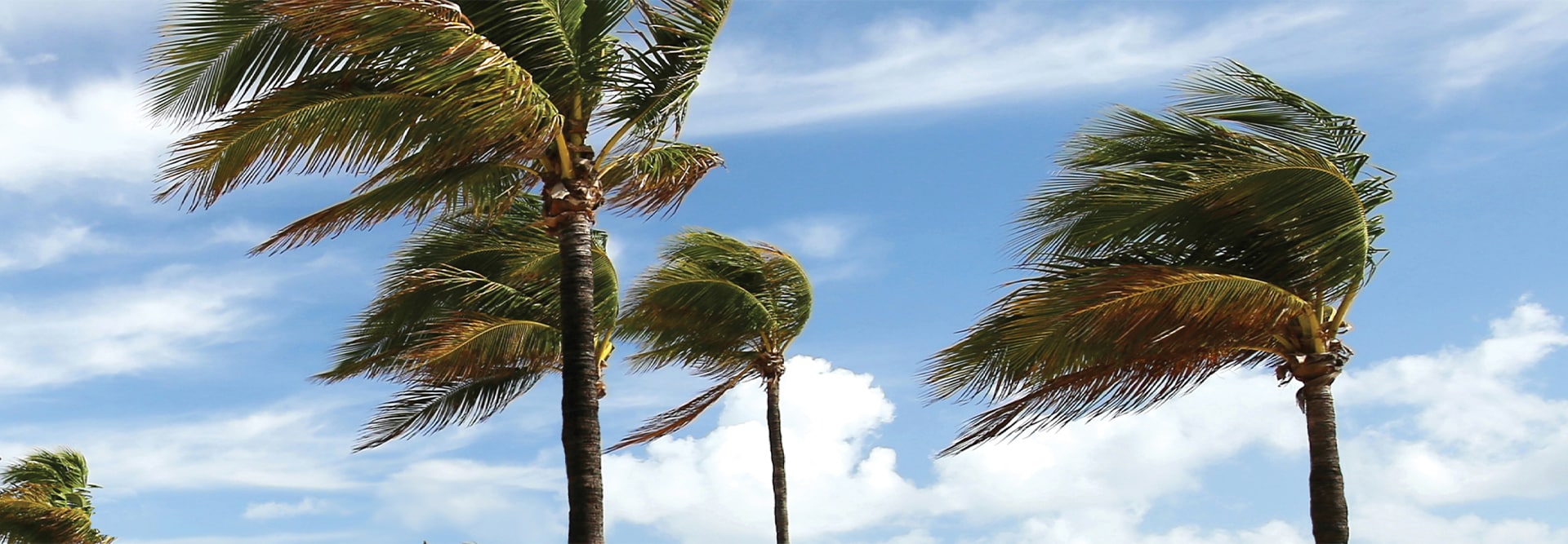 Palm trees blowing in heavy winds